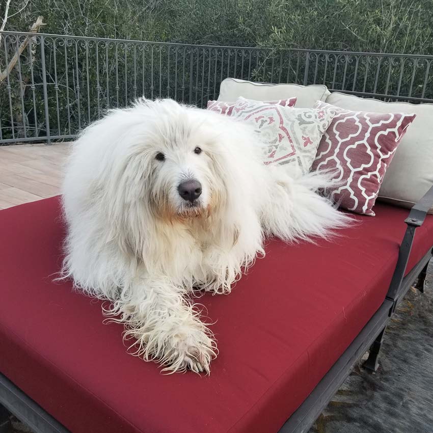 Sunbrella Canvas Burgundy 5436-0000 Elements Collection Upholstery Fabric Sunbrella Canvas Burgundy 5436-0000 Elements Collection Upholstery Fabric